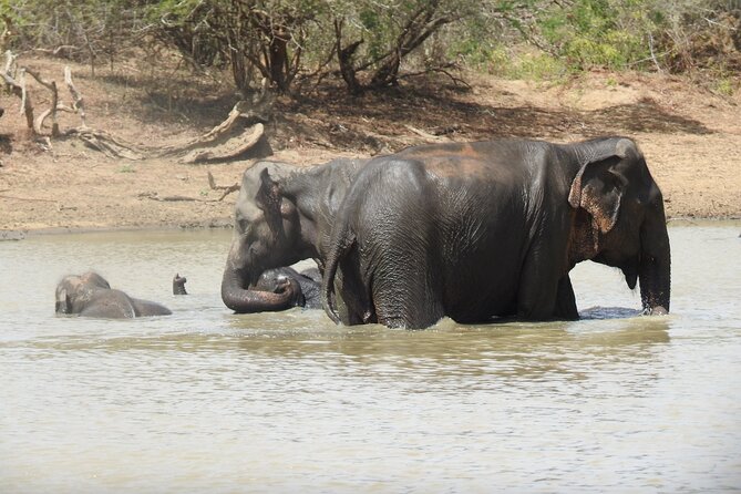 Full day Safari - Yala National Park - 04.30 am to 06.00 pm with - Janaka safari - Spotting more than leopards: elephants, bears, crocodiles, and birds