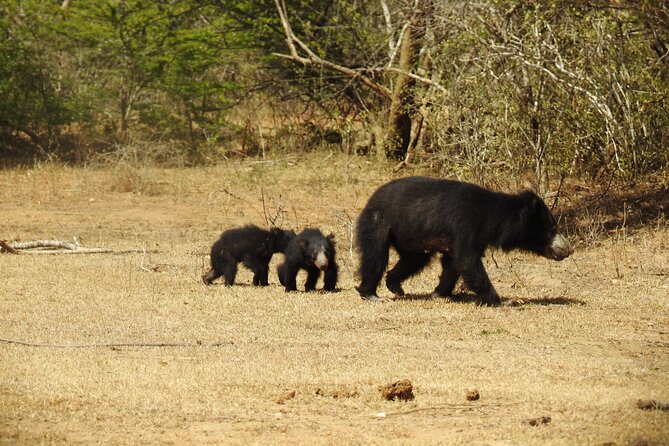 Full day Safari - Yala National Park - 04.30 am to 06.00 pm with - Janaka safari - The midday break (12.00 to 14.00): why rest is part of good safari planning