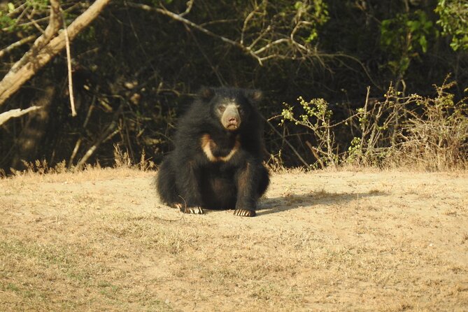 Full day Safari - Yala National Park - 04.30 am to 06.00 pm with - Janaka safari - Afternoon safari: bigger mammals and the second chance at leopard sightings