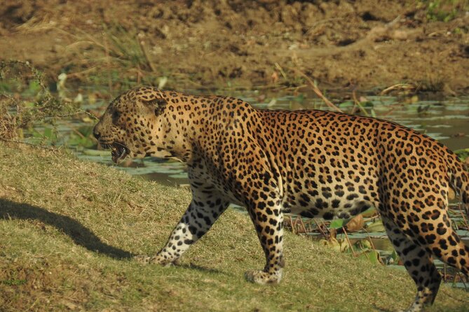 Full day Safari - Yala National Park - 04.30 am to 06.00 pm with - Janaka safari - Food, water, and what’s truly included for your $57.99