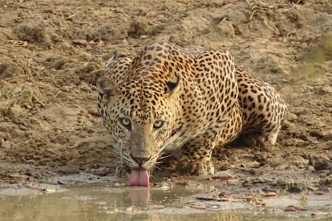 Full day Safari - Yala National Park - 04.30 am to 06.00 pm with - Janaka safari - Morning safari: breakfast timing and the hunt for tracks