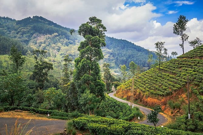 Full Day Trip to Sigiriya and Dambulla from Kandy - Timing: why an 8:00 am start helps