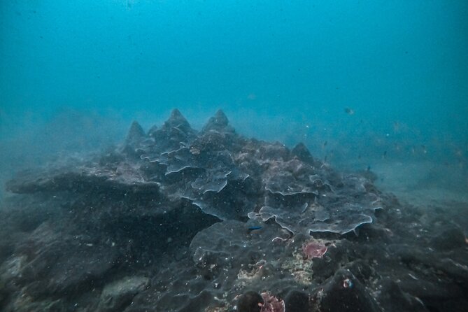Fun Dives For Certified Divers - What you’ll see underwater: reef life, wrecks, and critters