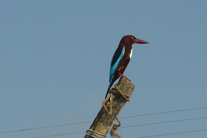 Galle Day Tour: Boat Safari, Dutch Fort, Stick Fishing & Turtles - Ariyapala Mask Museum: short cultural stop, big payoff