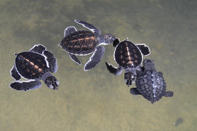 Galle Day Tour: Boat Safari, Dutch Fort, Stick Fishing & Turtles - Moonstones at the Beruwalage mine and Gem Palace