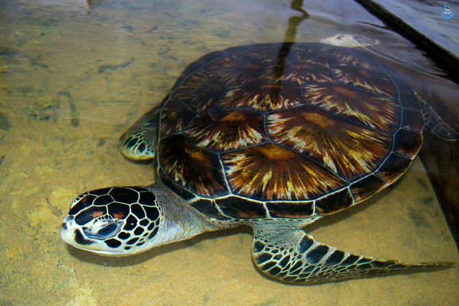 Galle Day Tour: Boat Safari, Dutch Fort, Stick Fishing & Turtles - Bentota River Boat Safari: wildlife time from the water