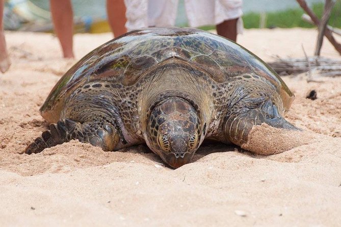 Galle Day Trip From Colombo - Turtle Hatchery Hikkaduwa, up close with young sea turtles