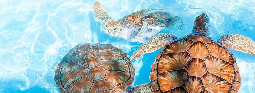 Galle Day Trip - River Safari, Sea Turtle & Stilt Fishermen - Turtle Conservation Project and Turtle Hatchery Viewing