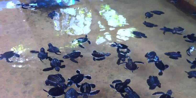 Galle Day Trip with River Safari, Sea Turtles & Tea Factory - Sea turtles and conservation: real work, not just a photo stop