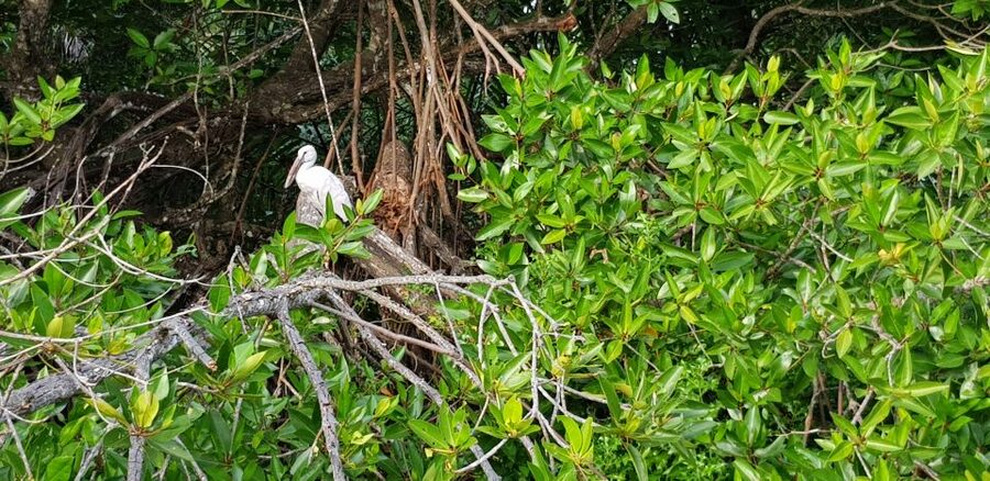 Galle Day Trip with River Safari, Sea Turtles & Tea Factory - Tea plantation and factory tour: turning a flavor into a story