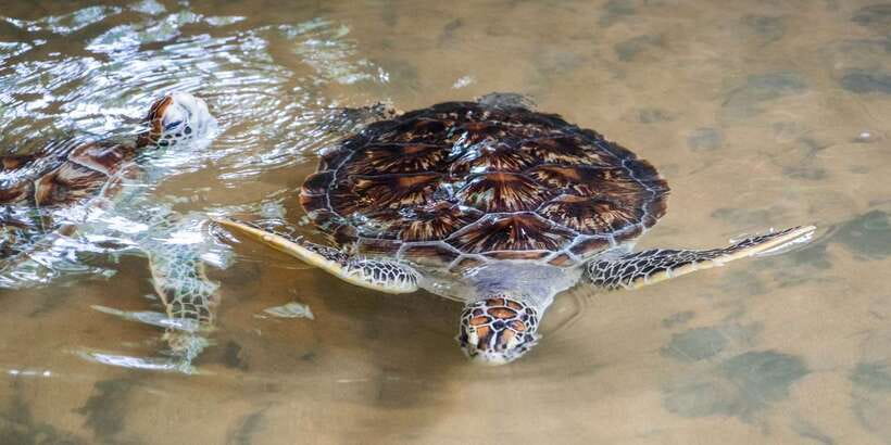 Galle Day Trip with River Safari, Sea Turtles & Tea Factory - Temple stop for spiritual guidance and learning