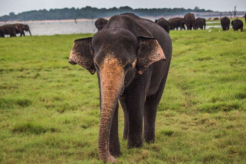 Galle/Mirissa/Hiriketiya: Drop to Ella & Udawalawa Safari - Quick Takeaways on the Udawalawe to Ella Experience