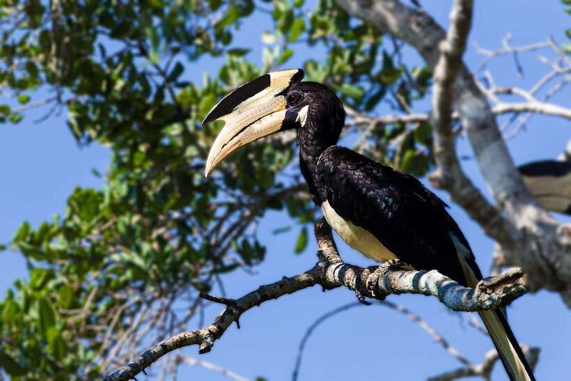 Galle/Mirissa/Tangalle: Transfer to Ella & Yala Safari - Who This Safari-Transfer Day Is Best For