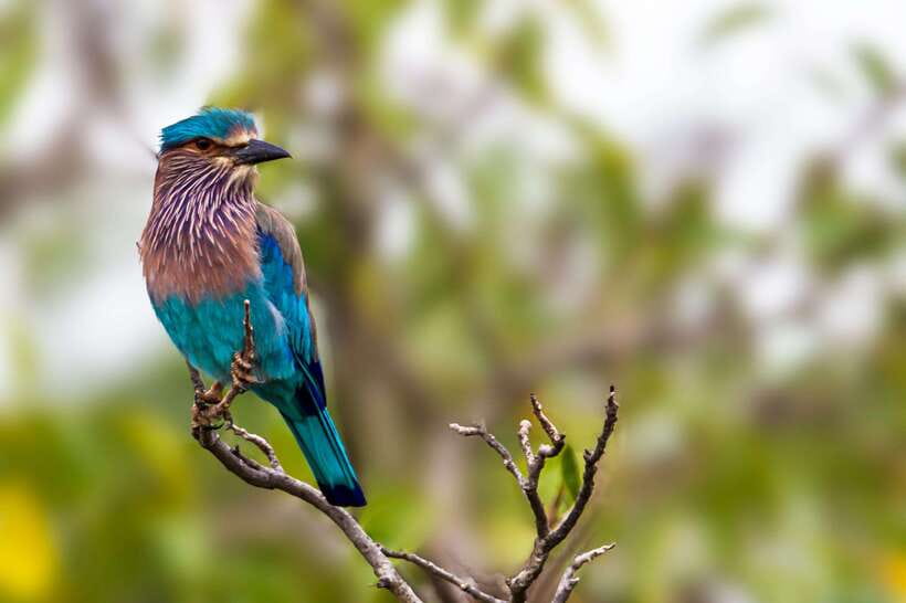 Galle/Mirissa/Tangalle: Transfer to Ella & Yala Safari - Choosing the Right Pickup Day From Galle, Mirissa, or Tangalle