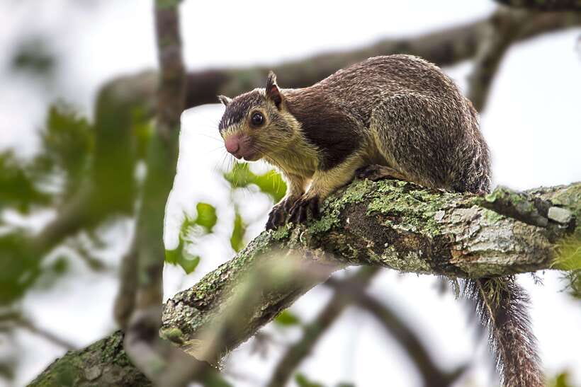 Galle/Mirissa/Tangalle: Transfer to Ella & Yala Safari - Ella After Yala: The Smoothest Part of the Day