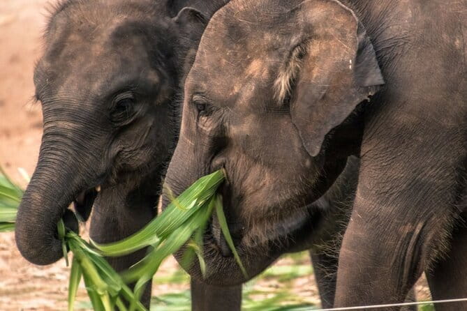 Galle/Mirissa/Tangalle: Transfer to Ella & Yala/Udawalawa Safari - How the Galle to Ella transfer stays practical