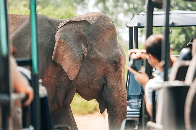 Galle/Mirissa/Tangalle: Transfer to Ella & Yala/Udawalawa Safari - Tips to make your safari-to-Ella day smoother