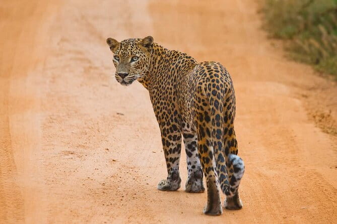 Galle/Mirissa/Tangalle: Transfer to Ella & Yala/Udawalawa Safari - Should you book this Galle-area safari transfer to Ella?