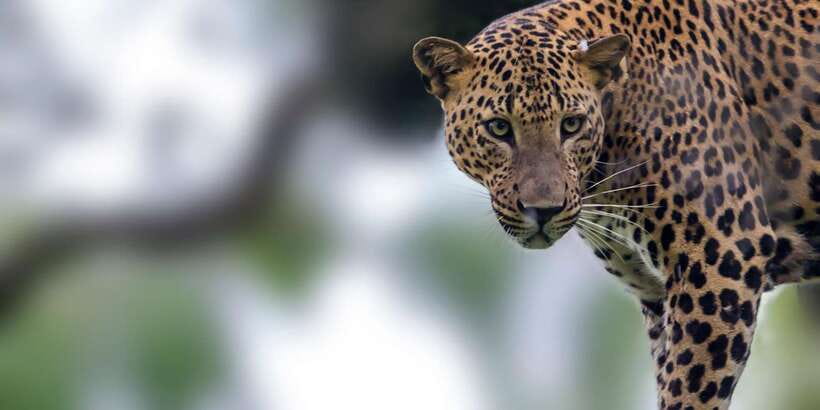 Galle/Mirissa: Yala & Udawalawe Safari Day Trip with Picnic - Key Things That Make This Safari Day Trip Worth It