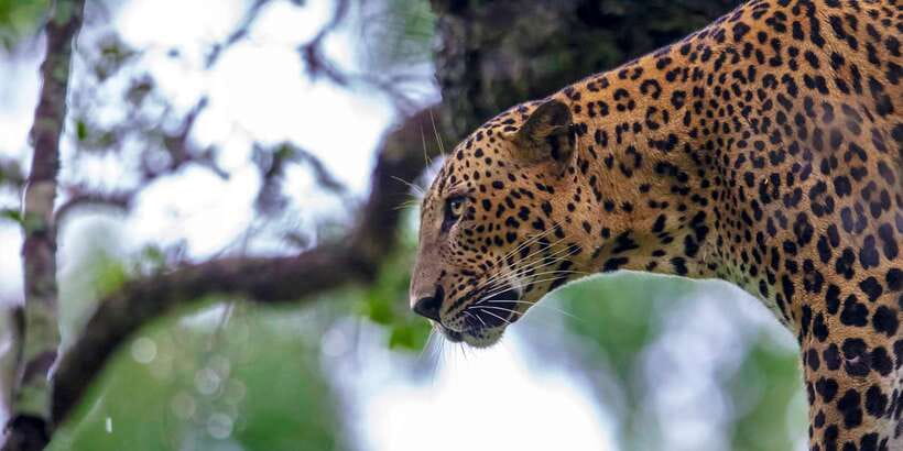 Galle/Mirissa: Yala & Udawalawe Safari Day Trip with Picnic - Picnic Lunch Choices, Then the Route to the Elephant Transit Home