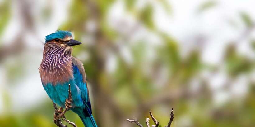 Galle/Mirissa: Yala & Udawalawe Safari Day Trip with Picnic - Comfort on a 16-Hour Wildlife Day: AC Rides and Smart Packing