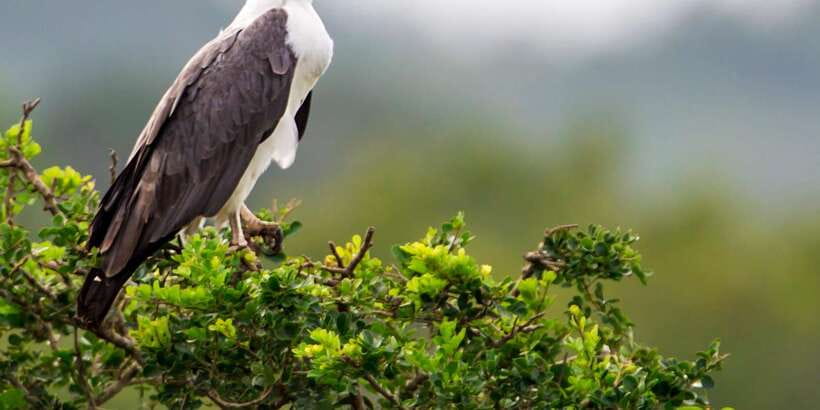 Galle/Mirissa: Yala & Udawalawe Safari Day Trip with Picnic - Who This Safari Suits Best, and Who Might Feel Frustrated