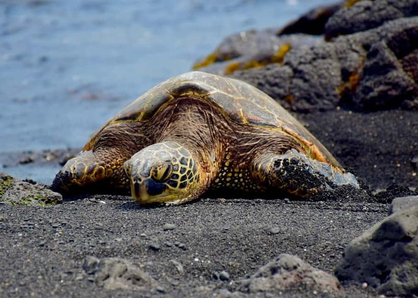 Galle Private Day Tours with Sea Turtles visit & Boat Safari - Price check: is $45 per person good value for this route?
