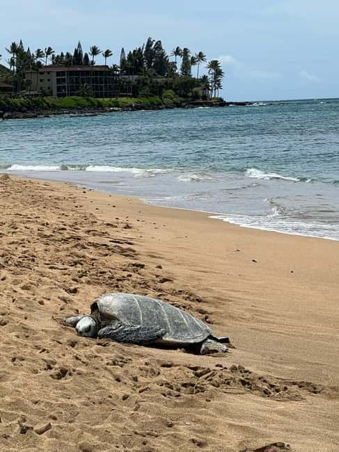 Galle Private Day Tours with Sea Turtles visit & Boat Safari - Madu Ganga boat safari through mangroves and wildlife