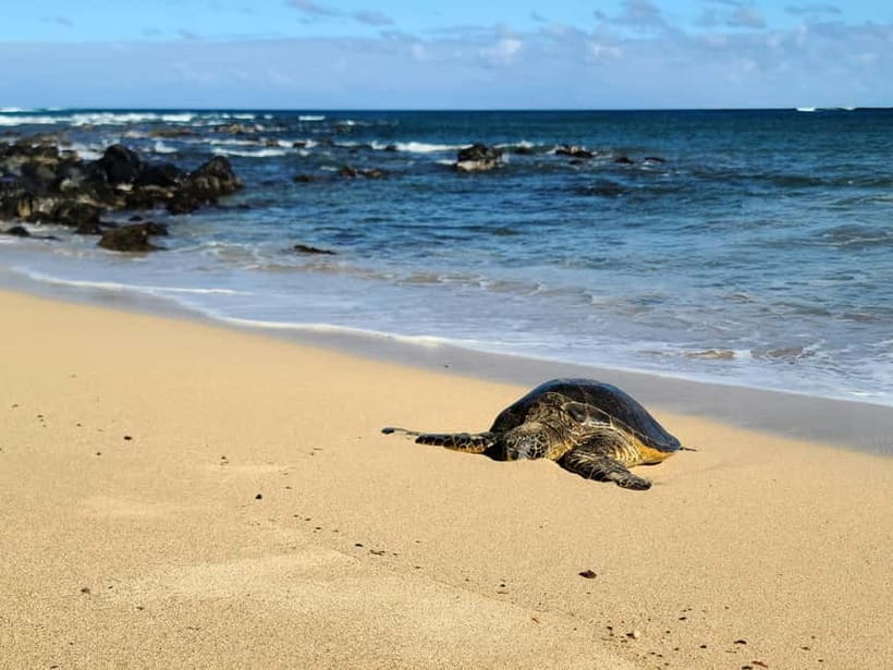 Galle Private Day Tours with Sea Turtles visit & Boat Safari - Ahungalla and Hikkaduwa photo stops with coastal breathing room
