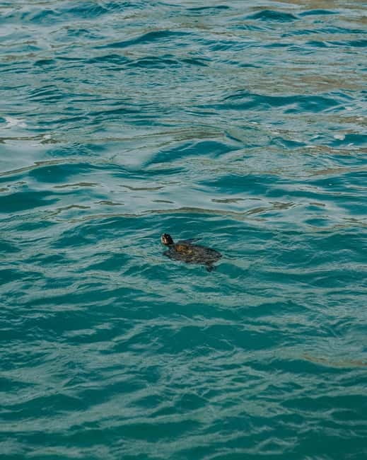 Galle Private Day Tours with Sea Turtles visit & Boat Safari - Food, comfort, and what to pack for a turtle and beach day