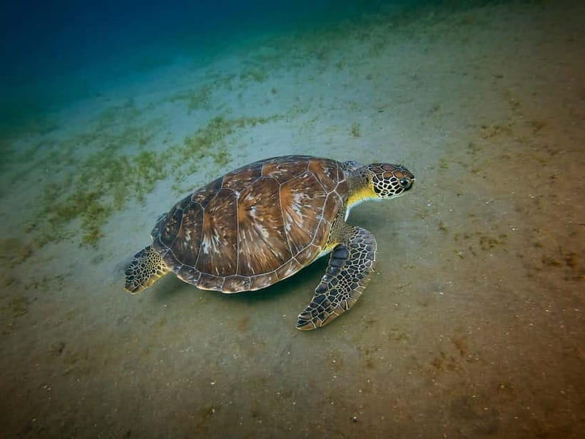 Galle Private Day Tours with Sea Turtles visit & Boat Safari - Private transport and pick-up coverage across Sri Lanka south coast