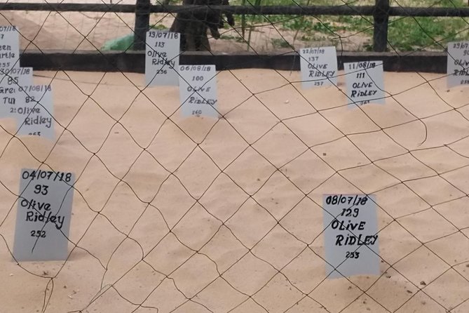 Galle Sightseein Rickshaw Tour - Habaraduwa Turtle Hatchery: sea turtle conservation you can actually see