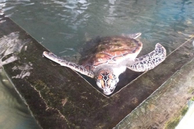 Galle sightseeing tour - What the day covers, from ramparts to tea tastings