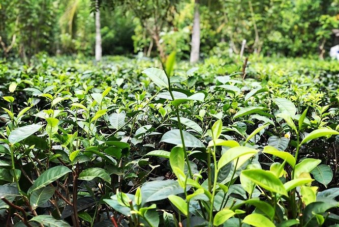 Galle sightseeing tour - Handunugoda Tea Estate: informative tours and tastings, including Virgin White tea