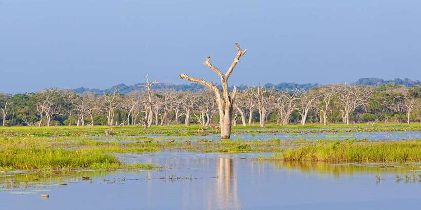 Galle/Unawatuna/Weligama/Mirissa: Yala National Park Safari - Who this safari suits best