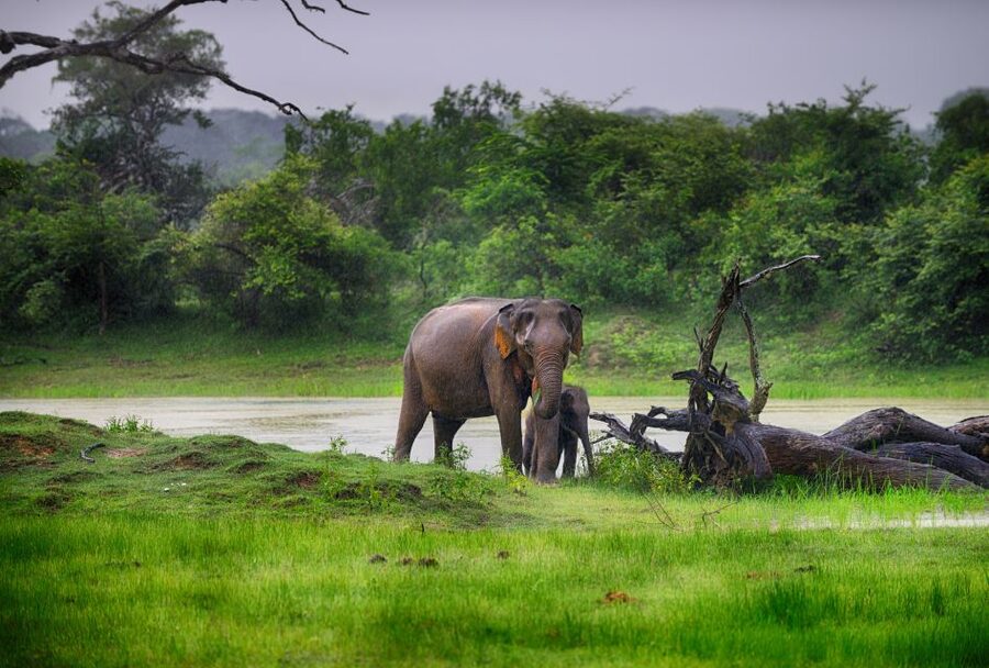Galle/Unawatuna/Weligama/Mirissa: Yala National Park Safari - Why Yala feels crowded, and how to handle the jeep traffic