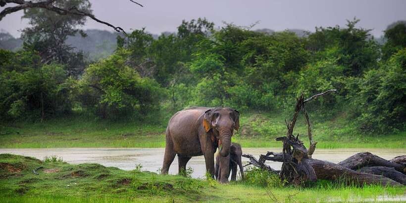 Galle/Unawatuna/Weligama/Mirissa: Yala National Park Safari - Price and logistics: the real cost behind the headline number