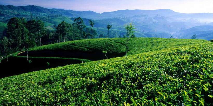 Galle/Weligama/Mirissa/Hiriketiya/Tangalle: Day Trip to Ella - Key highlights worth getting excited about