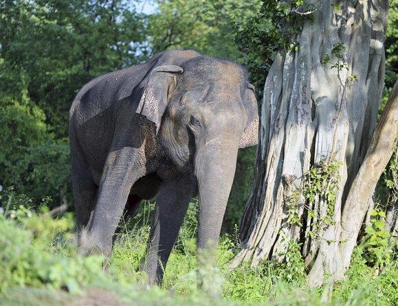 GO WILD! Double Safari Day Trip (Yala & Udawalawe) - Private & All Inclusive - Key points before you go