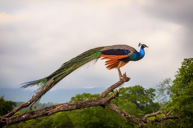 GO WILD! Double Safari Day Trip (Yala & Udawalawe) - Private & All Inclusive - Udawalawe National Park: elephants, grasslands, and bird spotting time