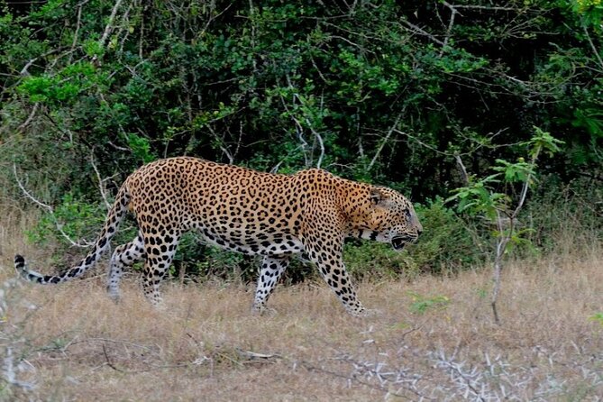 GO WILD! Double Safari Day Trip (Yala & Udawalawe) - Private & All Inclusive - Safari jeeps and guides: how spotting actually happens