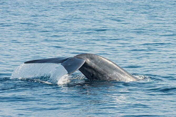 Great Whales Education Programe Dolphins and Whales are in SL - Quick hits