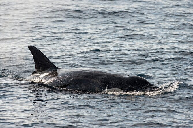 Great Whales Education Programe Dolphins and Whales are in SL - Great Whales in Matara: a smart add-on to your Mirissa plans
