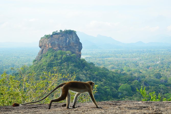 Guided Hike & Picnic with an Amazing View on Pidurangala Rock - Stop 1: The Pidurangala climb with a guide who explains what you’re seeing