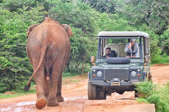 Guided Leopard Safari in Yala National Park in a Land Rover Defender - Key things to know before you go