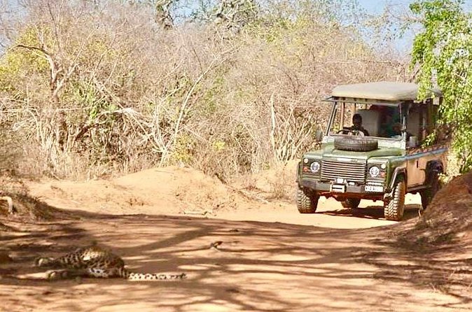 Guided Leopard Safari in Yala National Park in a Land Rover Defender - Naveen’s tracking method: listen first, then drive