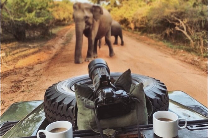 Guided Leopard Safari in Yala National Park in a Land Rover Defender - What you are looking for in Yala during your drive