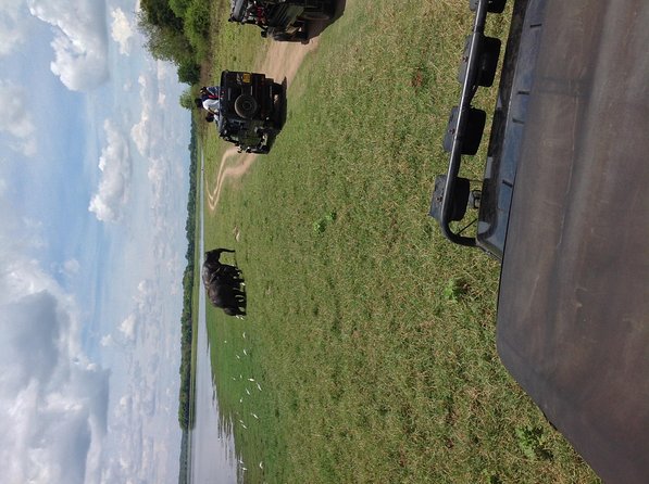 Half Day - Minneriya National Park Safari Tour From Habarana/Sigiriya - Minneriya National Park in a Half-Day: What You Can Expect in About 3 Hours