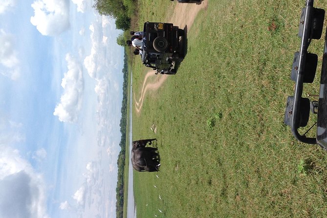 Half Day - Minneriya National Park Safari Tour From Habarana/Sigiriya - Timing and Pace: Getting the Most From a Short Safari