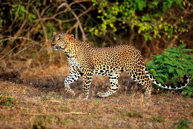 Half Day Safari at Yala National Park with Lunch - Key Details That Matter Before You Go